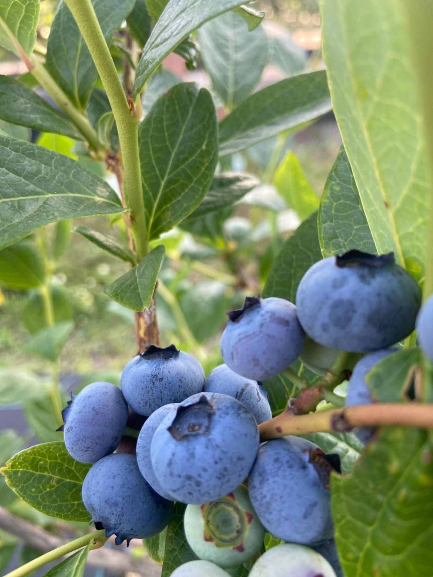 塞亚Quinta Da Cumieira Nova别墅 外观 照片